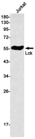 LCK Antibody in Western Blot (WB)