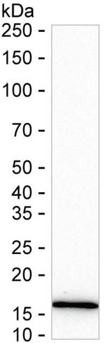 TGF alpha Antibody in Western Blot (WB)