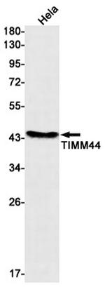 TIMM44 Antibody in Western Blot (WB)