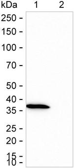 STING Antibody in Western Blot (WB)