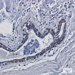 TMEM43 Recombinant Rabbit Monoclonal Antibody (K01_2J37)