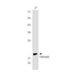EMC4 Antibody in Western Blot (WB)