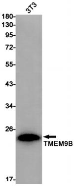 TMEM9B Antibody in Western Blot (WB)