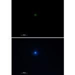 TNFAIP3 Recombinant Rabbit Monoclonal Antibody (K01_2J40)