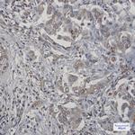 TNFAIP3 Antibody in Immunohistochemistry (Paraffin) (IHC (P))