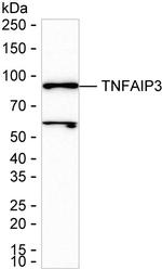 TNFAIP3 Antibody in Western Blot (WB)