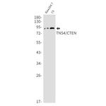 Tensin 4 Recombinant Rabbit Monoclonal Antibody (K01_2J41)