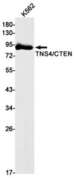 Tensin 4 Antibody in Western Blot (WB)
