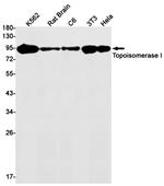 TOP1 Antibody in Western Blot (WB)