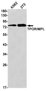 c-Mpl Recombinant Rabbit Monoclonal Antibody (K01_2J43)