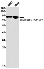 TAX1BP1 Antibody in Western Blot (WB)