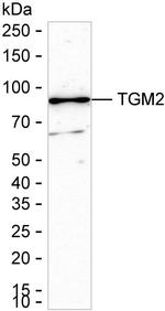 TGM2 Antibody in Western Blot (WB)