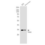 TSNAX Antibody in Western Blot (WB)