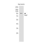 TRIF Antibody in Western Blot (WB)