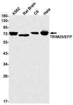 TRIM25 Antibody in Western Blot (WB)
