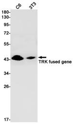 TRK fused gene Antibody in Western Blot (WB)