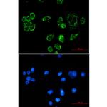 FIS1 Recombinant Rabbit Monoclonal Antibody (K01_2J65)