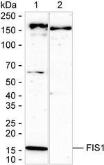 FIS1 Antibody in Western Blot (WB)