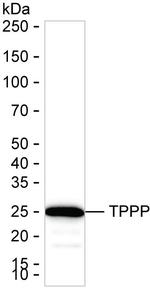 TPPP Antibody in Western Blot (WB)