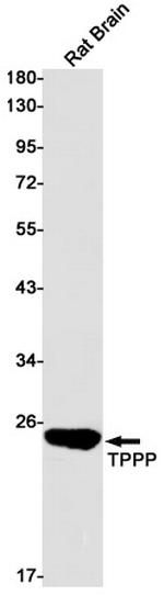 TPPP Antibody in Western Blot (WB)