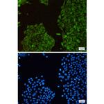 TXNL1 Recombinant Rabbit Monoclonal Antibody (K01_2J70)