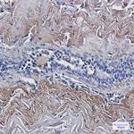 TXNL1 Antibody in Immunohistochemistry (Paraffin) (IHC (P))