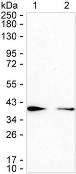 TXNL1 Antibody in Western Blot (WB)
