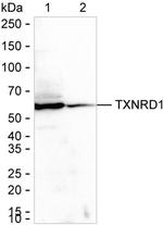 TrxR1 Antibody in Western Blot (WB)