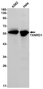 TrxR1 Antibody in Western Blot (WB)