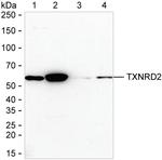 TrxR2 Antibody in Western Blot (WB)