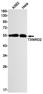 TrxR2 Antibody in Western Blot (WB)