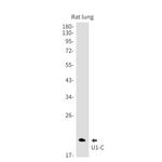 SNRPC Antibody in Western Blot (WB)