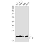 SNRPC Recombinant Rabbit Monoclonal Antibody (K01_2J74)