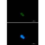 UBA2 Recombinant Rabbit Monoclonal Antibody (K01_2J75)