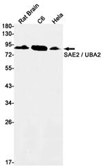 UBA2 Antibody in Western Blot (WB)