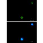 Ubiquitin B Recombinant Rabbit Monoclonal Antibody (K01_2J77)