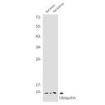 Ubiquitin B Antibody in Western Blot (WB)