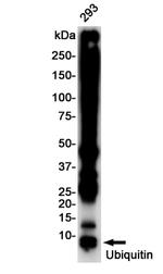 Ubiquitin B Antibody in Western Blot (WB)