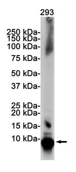 Ubiquitin B Antibody in Western Blot (WB)