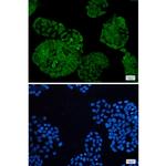 UCH37 Recombinant Rabbit Monoclonal Antibody (K01_2J79)