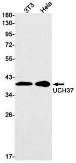 UCH37 Antibody in Western Blot (WB)