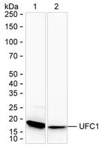 UFC1 Antibody in Western Blot (WB)