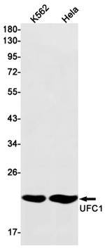UFC1 Antibody in Western Blot (WB)