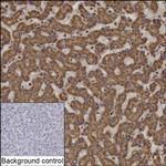 UQCRB Antibody in Immunohistochemistry (Paraffin) (IHC (P))