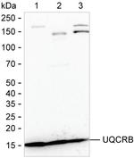 UQCRB Antibody in Western Blot (WB)
