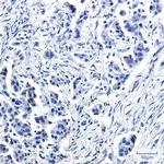 USP10 Antibody in Immunohistochemistry (Paraffin) (IHC (P))