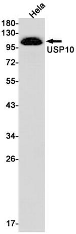 USP10 Antibody in Western Blot (WB)