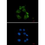 USP13 Recombinant Rabbit Monoclonal Antibody (K01_2J87)