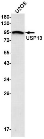 USP13 Antibody in Western Blot (WB)