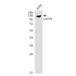 USP28 Recombinant Rabbit Monoclonal Antibody (K01_2J88)